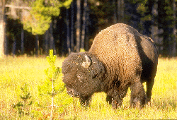 Buffalo 